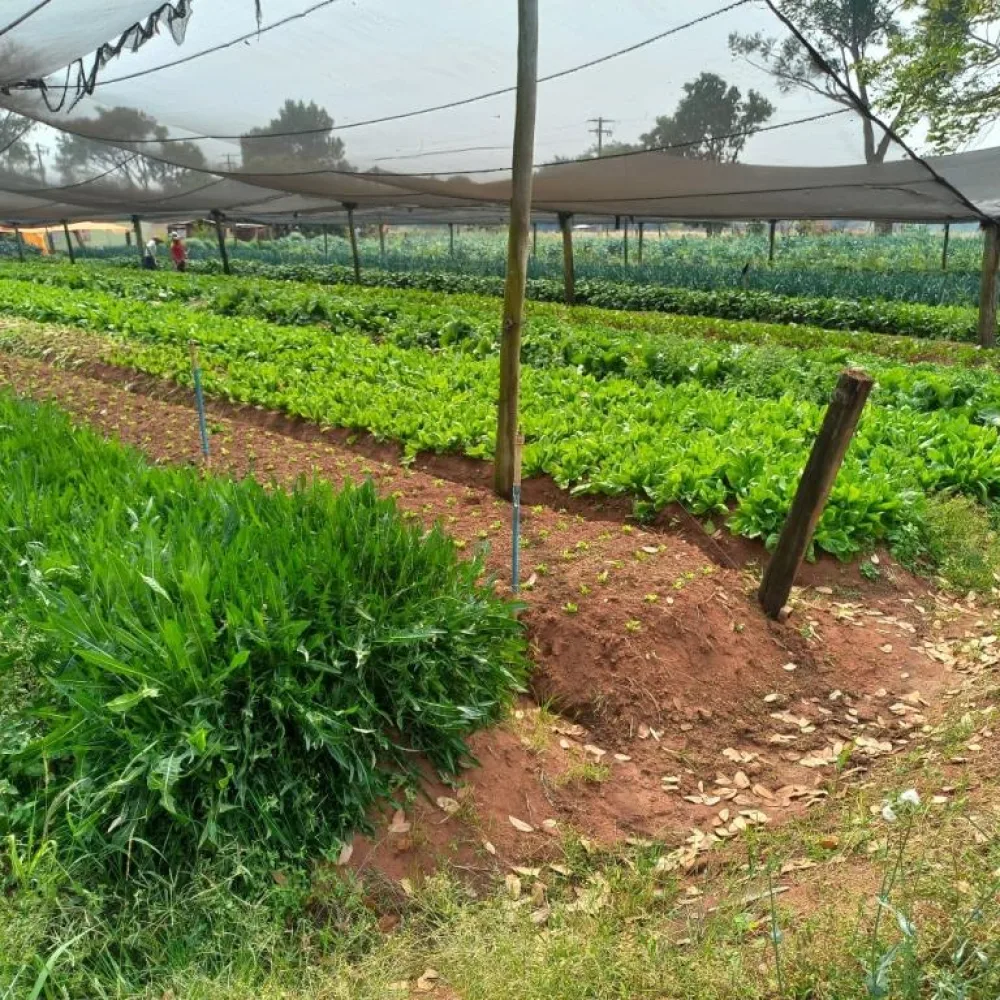 Araraquara credencia agricultores familiares e entidades para o Programa de Aquisição de Alimentos